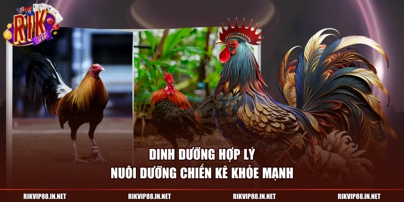 Dinh dưỡng hợp lý nuôi dưỡng chiến kê khỏe mạnh