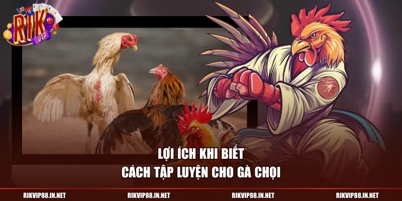 Lợi ích khi biết cách tập luyện cho gà chọi